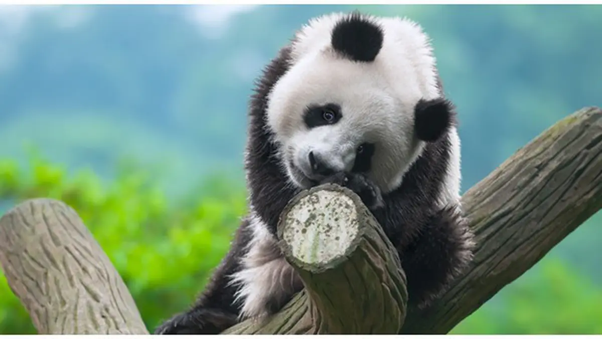 Kisah Panda di Film dan Kartun: Dari Kung Fu Panda hingga Dokumenter Alam